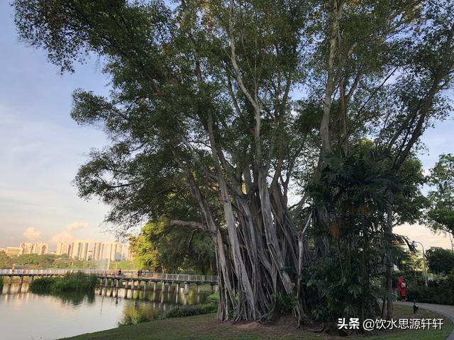 新加坡Jurong Lake Garden裕廊湖公园之美丽花草世界A魅力狮城