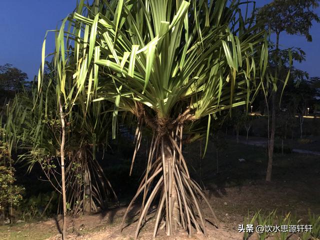 新加坡Jurong Lake Garden裕廊湖公园之美丽花草世界B魅力狮城