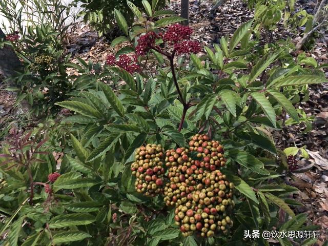 新加坡Jurong Lake Garden裕廊湖公园之美丽花草世界B魅力狮城