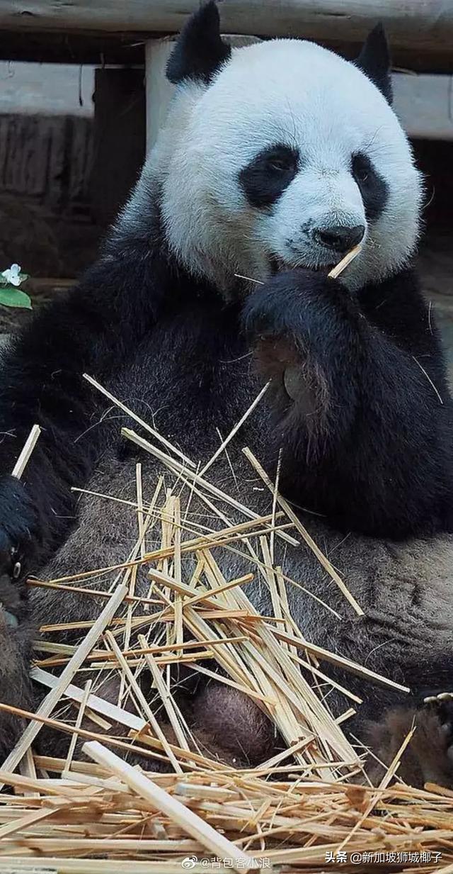 突發！揪心！中國借給泰國的大熊貓離世...