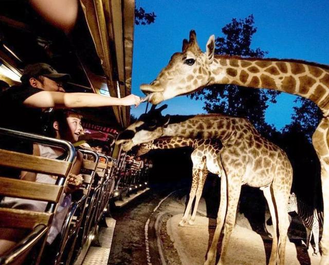 新加坡的親子聖地！夜間動物園，在星空下與120多種動物同行