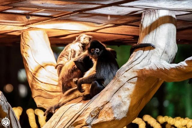 不是晚上開個燈，就能成夜間動物園