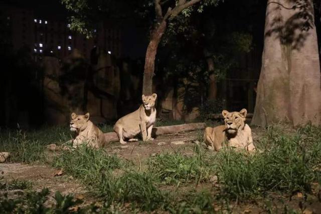 中国首个特色夜间动物园正式开园！首日游客众多