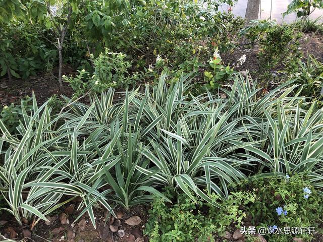 新加坡Jurong Lake Garden裕廊湖公园之美丽花草世界B魅力狮城