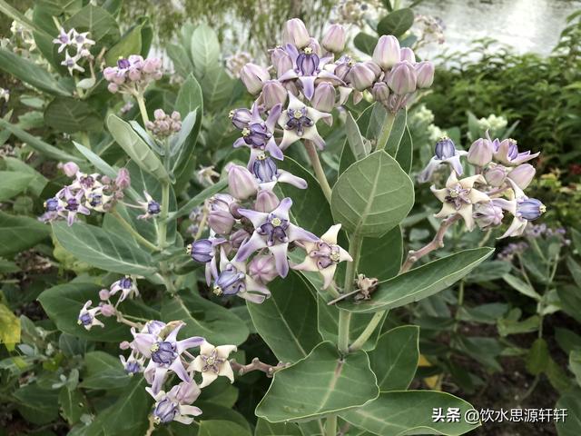 新加坡Jurong Lake Garden裕廊湖公园之美丽花草世界B魅力狮城