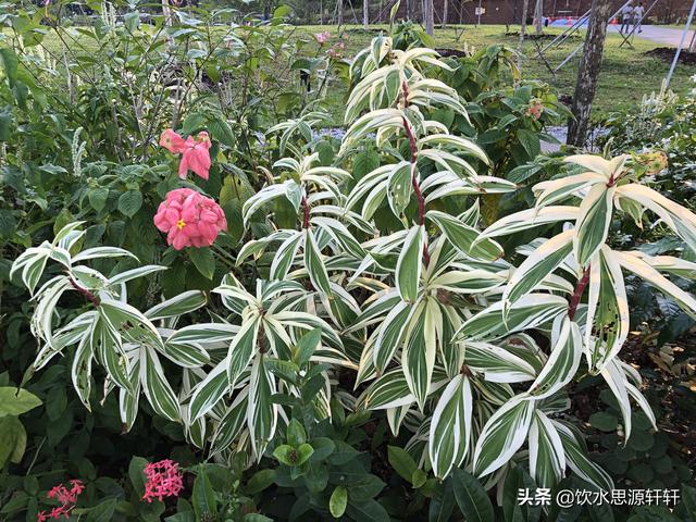 新加坡Jurong Lake Garden裕廊湖公园之美丽花草世界B魅力狮城