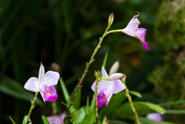 图虫生态摄影：新加坡植物园兰花展