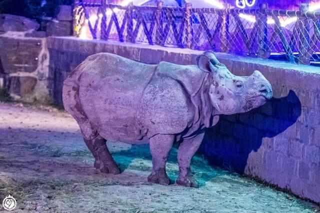 不是晚上開個燈，就能成夜間動物園