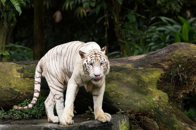 只有晚上才能來的動物園，新加坡夜間動物園