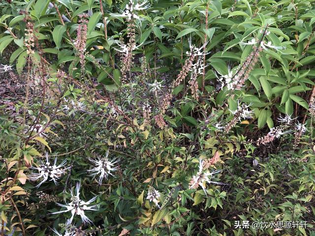 新加坡Jurong Lake Garden裕廊湖公园之美丽花草世界B魅力狮城