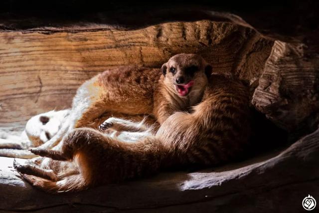 不是晚上開個燈，就能成夜間動物園