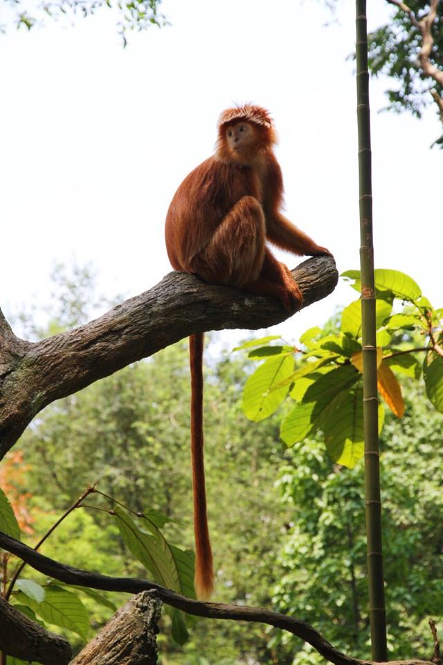 网红打卡地 用新加坡动物园开启新加坡亲子之旅