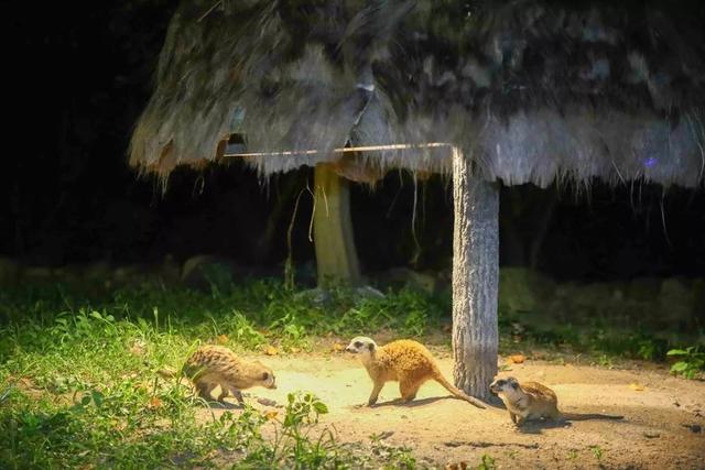 全国首个特色夜间野生动物园开园，足不出沪欣赏“动物园奇妙夜”