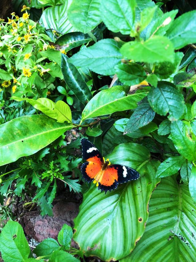 網紅打卡地 用新加坡動物園開啓新加坡親子之旅