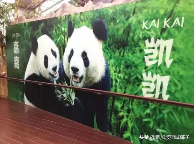 突發！揪心！中國借給泰國的大熊貓離世...