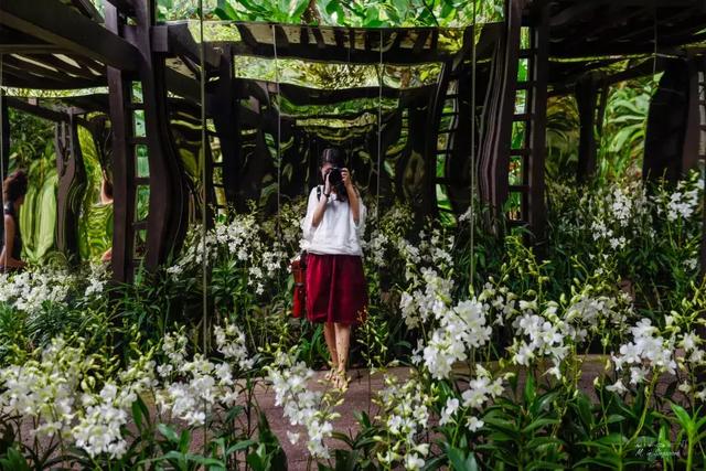 新加坡的国花竟以孙燕姿命名？去世界上最大的兰花园猎猎奇