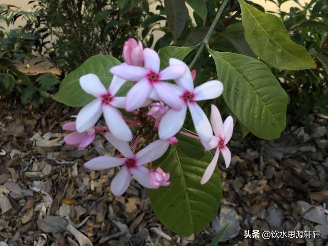 新加坡Jurong Lake Garden裕廊湖公园之美丽花草世界B魅力狮城