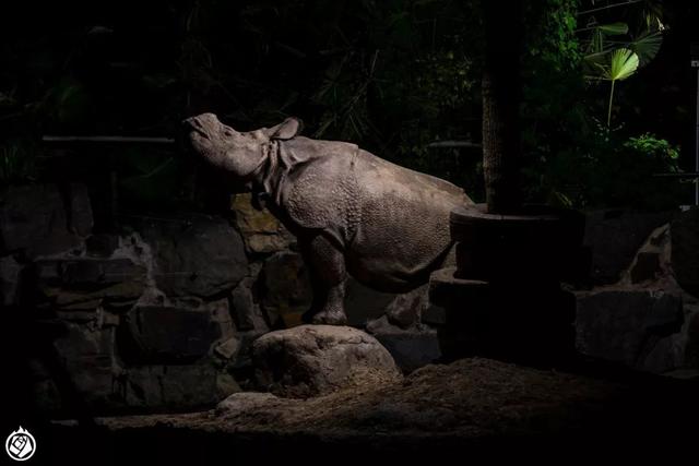 不是晚上開個燈，就能成夜間動物園