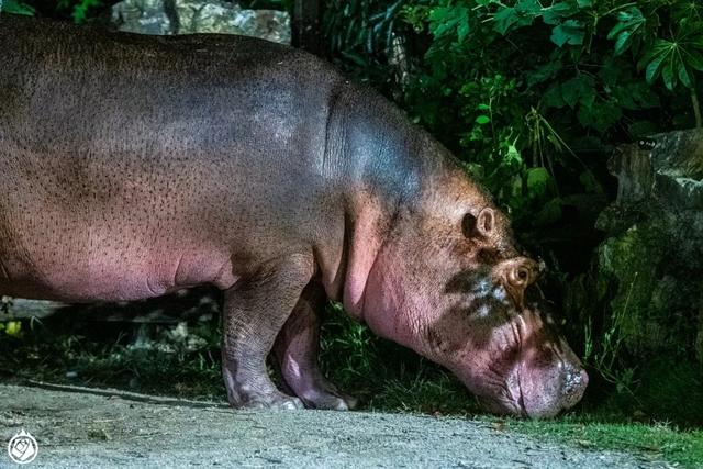 不是晚上開個燈，就能成夜間動物園