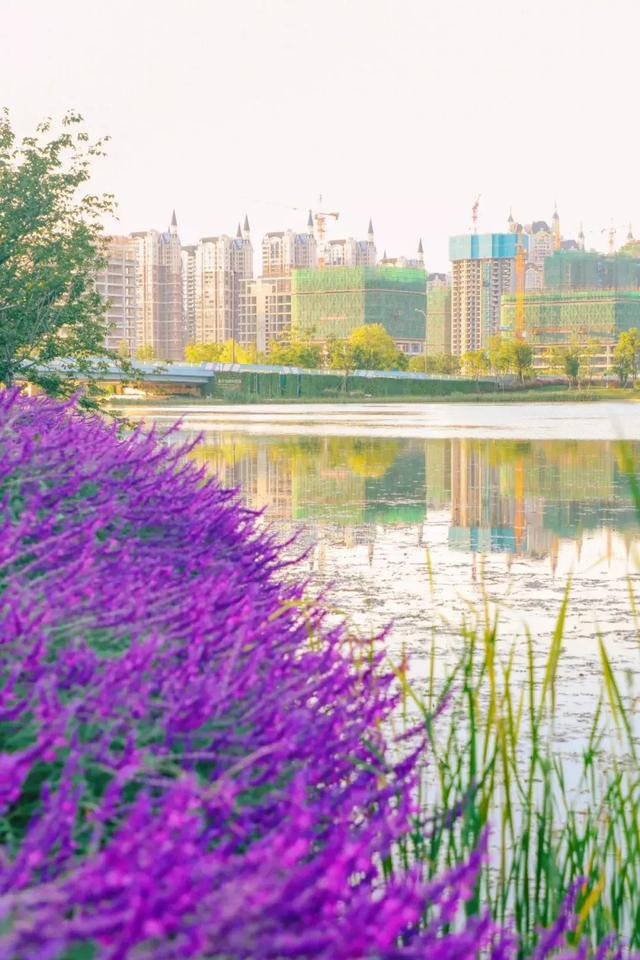 1号线上的小新加坡，还有网红粉黛乱子！