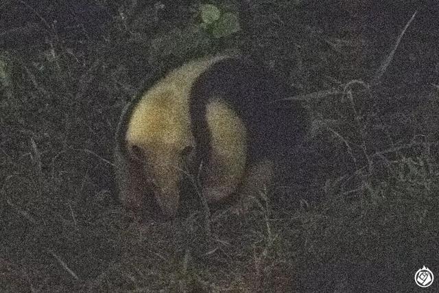 不是晚上開個燈，就能成夜間動物園