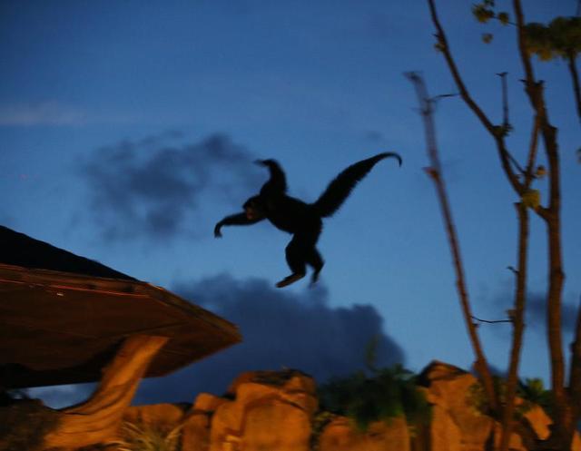 國內首個“夜間動物園”要來了，就在上海野生動物園