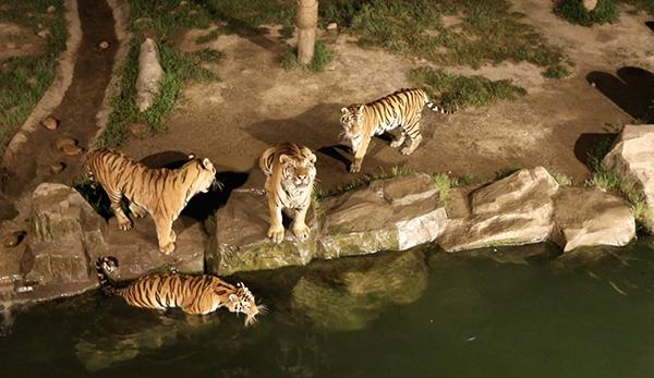 8月8日開園！上海將擁有自己的夜間動物園，就在上野