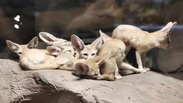 去處｜上海首開夜間動物園！全國第一家，就在浦東！攻略請收好