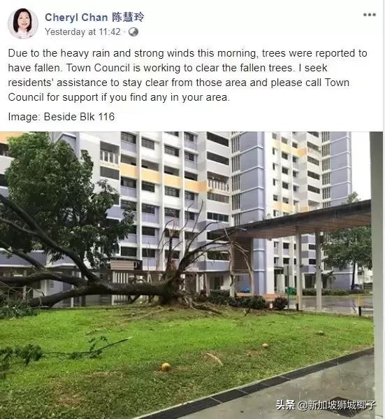 新加坡狂风暴雨来了，全岛多处大树都被连根拔起!