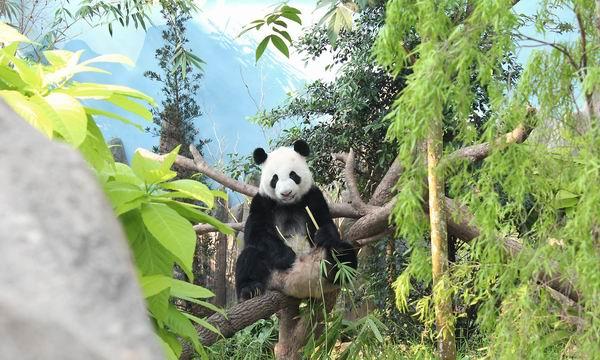 新加坡動物園深度遊讓你逛足兩天