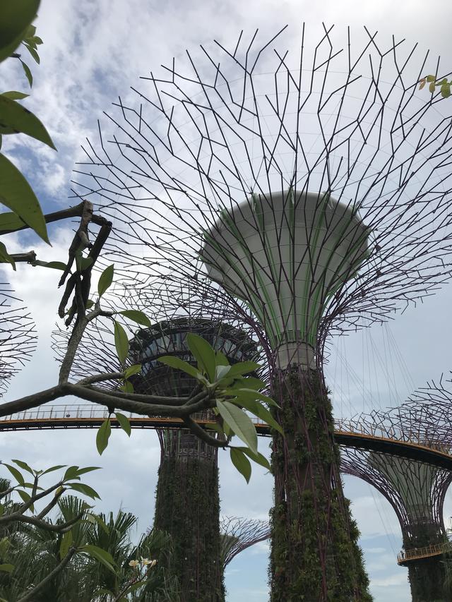 新加坡必到打卡圣地，植物的海洋！