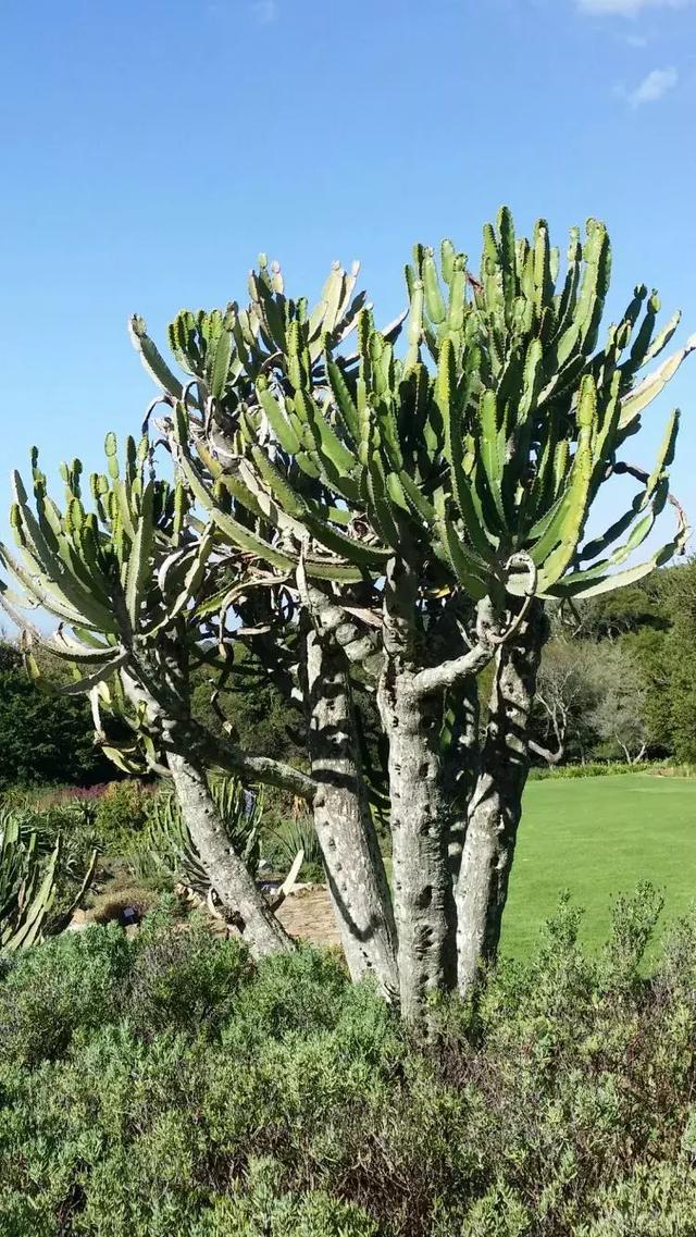 五座世界最引人入勝的植物園