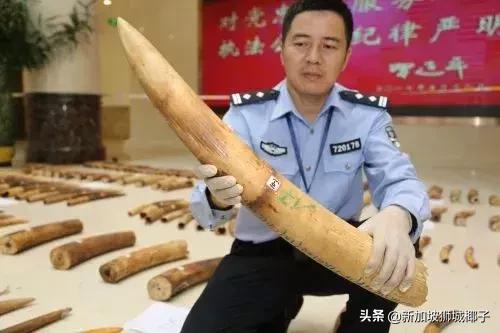 中國幫新加坡破了罕見大案，背後是300條生命...