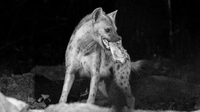 不是晚上開個燈，就能成夜間動物園