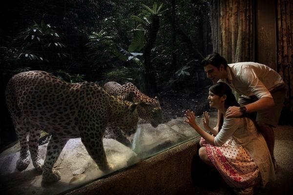 新加坡動物園深度遊讓你逛足兩天