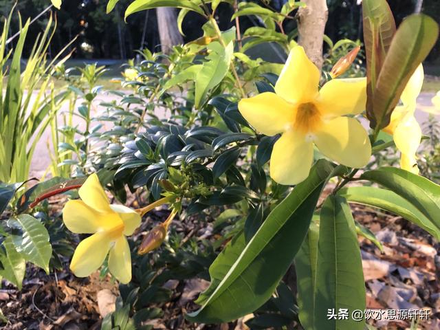 新加坡Jurong Lake Garden裕廊湖公园之美丽花草世界B魅力狮城