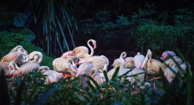 每年吸引190萬遊客！新加坡動物園靠“夜遊”一炮而紅？