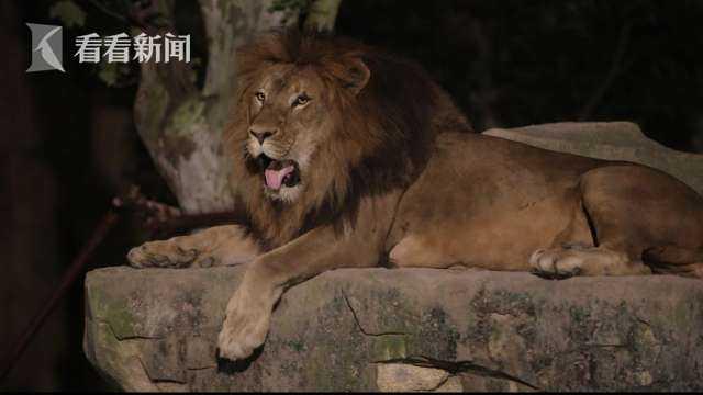 国内首个夜间动物园即将揭幕 上“夜班”的动物们都会干些啥？