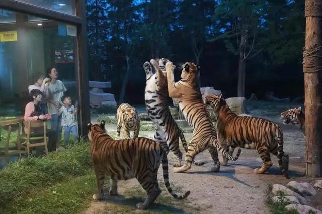 全国首个特色夜间野生动物园开园，足不出沪欣赏“动物园奇妙夜”