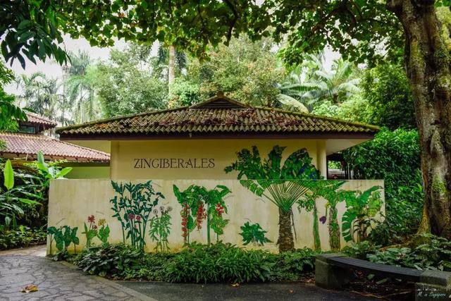 新加坡植物園，鋼筋水泥叢林中最奢侈的存在