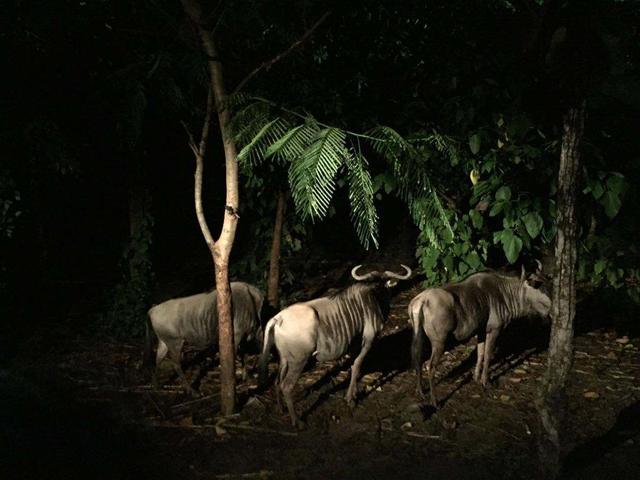 新加坡的親子聖地！夜間動物園，在星空下與120多種動物同行