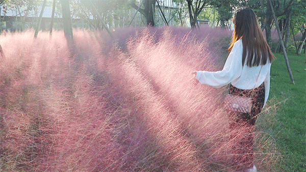 1号线上的小新加坡，还有网红粉黛乱子！