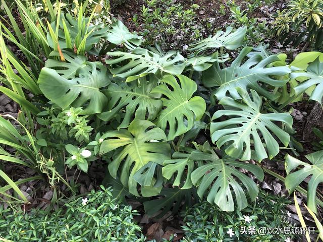 新加坡Jurong Lake Garden裕廊湖公园之美丽花草世界B魅力狮城