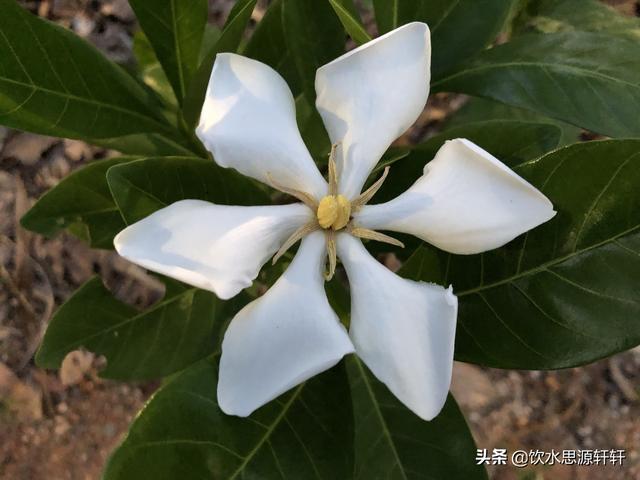 新加坡Jurong Lake Garden裕廊湖公园之美丽花草世界B魅力狮城