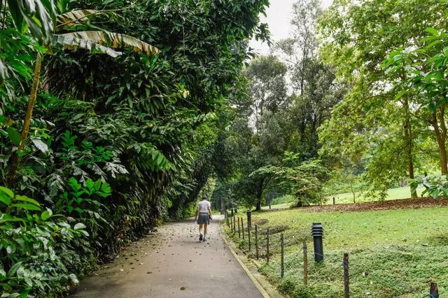 新加坡植物園，鋼筋水泥叢林中最奢侈的存在