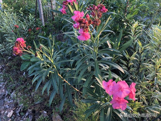 新加坡Jurong Lake Garden裕廊湖公园之美丽花草世界B魅力狮城