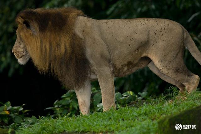 全球第一個夜間動物園，走進黑夜中的精靈森林，新加坡夜間動物園