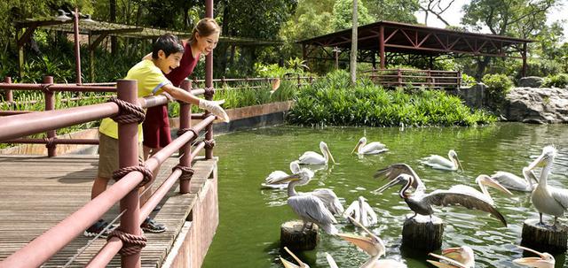 發達國家新加坡，去看飛禽和榴蓮建築，你的新加坡之旅會精彩！