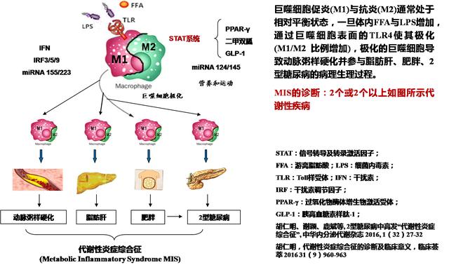 新加坡發現巨噬細胞促進胰島素産生，證明胡仁明教授的理論