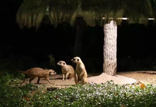 去處｜上海首開夜間動物園！全國第一家，就在浦東！攻略請收好